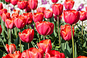 Tulipa, red