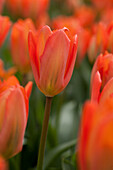 Tulipa