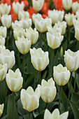 Tulipa, white