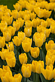 Tulipa, yellow