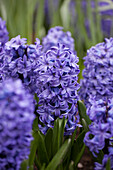 Hyacinthus orientalis, blau