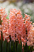 Hyacinthus orientalis, salmon pink