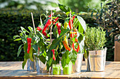 Capsicum annuum Pick a Hot®