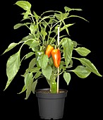 Capsicum annuum 'Pick a Pep'®