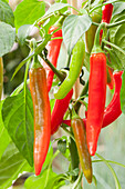 Capsicum annuum 'Hot Pep Tricolor'