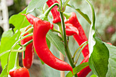 Capsicum annuum Pick a Hot®