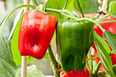 Capsicum annuum 'Pick a Pep'®