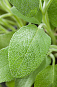 Salvia officinalis