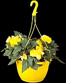 Begonia x tuberhybrida 'Non-Stop® Yellow'