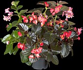 Begonia x benariensis 'BIG® 3-blend' (3-blend)