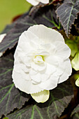 Begonia x tuberhybrida Non-Stop® Mocca 'White'