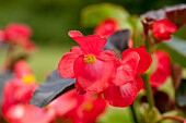 Begonia x benariensis 'BIG® 3-er Mischung'