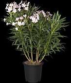 Nerium oleander