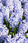 Hyacinthus orientalis 'Blue Eyes'®