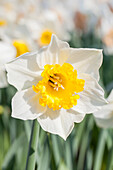 Narcissus 'Marjorie Hine'