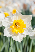 Narcissus Marjorie Hine