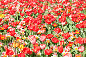 Tulipa