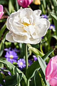 Tulipa