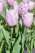 Tulipa 'Candy Prince'