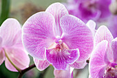 Phalaenopsis, pink