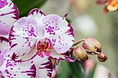 Phalaenopsis