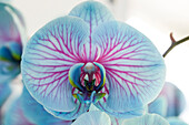 Phalaenopsis, blau