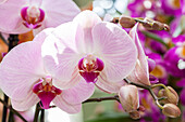 Phalaenopsis, pink