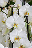 Phalaenopsis, white