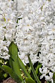 Hyacinthus orientalis 'Aiolos'