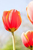 Tulipa, red