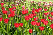 Tulipa