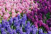 Hyacinthus orientalis