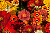 Gerbera