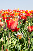 Tulipa