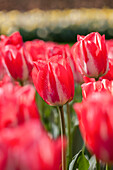 Tulipa 'Spryng Break'