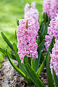Hyacinthus orientalis pink