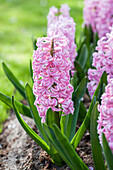 Hyacinthus orientalis, rosa