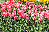 Tulipa, pink