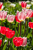 Tulipa