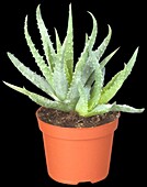 Aloe Hybriden