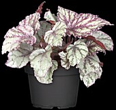 Begonia rex