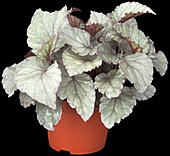 Begonia Rex