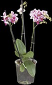 Phalaenopsis hybrid