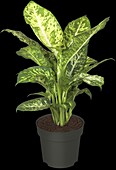 Dieffenbachia maculata