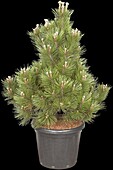 Pinus leucodermis Malinki