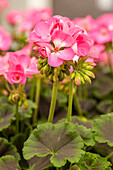 Pelargonium zonale pac® Chocolate 'Pink'