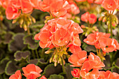 Pelargonium zonale pac® Chocolate 'Apricot'