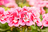 Pelargonium zonale pac® Flower Fairy® 'Rose'
