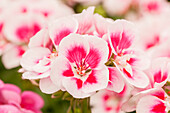 Pelargonium zonale pac® Flower Fairy® 'White Splash'