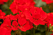 Pelargonium grandiflorum pac® TWOinONE® 'Scarlet'